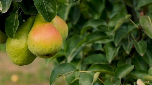 a Pear Grows on a Tree in the Garden Selective Focus