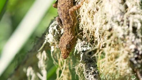Slow motion close-up of gecko type lizard reptile animal species basking in outdoor sun and climbing