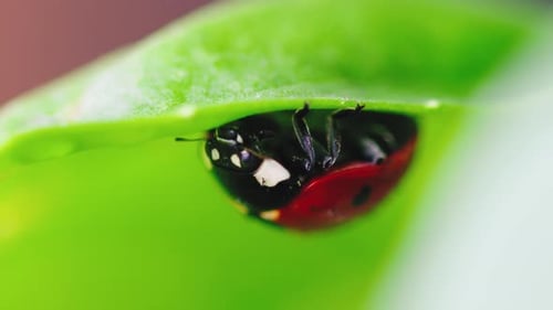Ladybug Sheltering Underneath a Green Leaf in Nature
