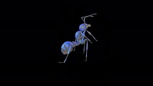Realistic Translucent Blue Ant Walking on Black Background Animation