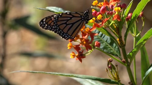 Single Monarch Butterfly trinkt Nektar aus einer bunten Wolfsmilchpflanze. Klare 4K-Aufnahmen, Makro-Clo