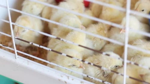 Small Yellow Chicks in Chicken Farm