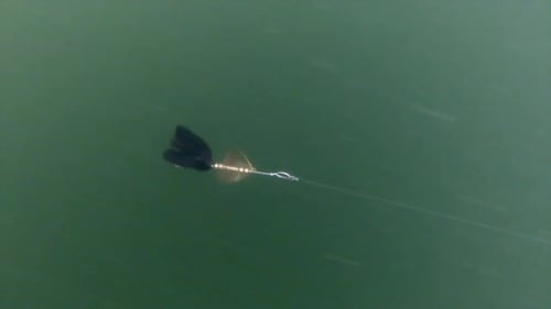 Leurre noir avec spinner brillant traîné et enroulé depuis l'eau dans une rivière verte trouble - slowmotion s