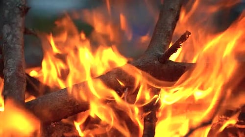 Closeup woods burning in the campfire, slow motion