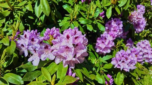 Slow Motion Close-Up of Bumblebee on Pink Rhododendrons - France