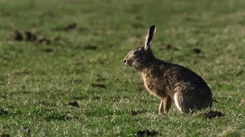 Brown Hare Sits in a Grassy Field