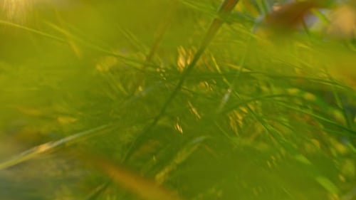 Low angle point of view shot going through long blades of vibrant green grass, ending in a small flo
