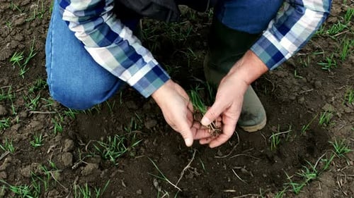Close up of senior farmers hands examining wheat crop in field.