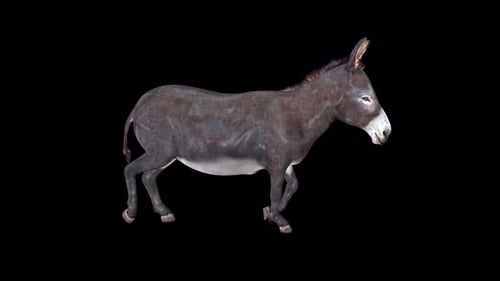 Donkey Trot Idle