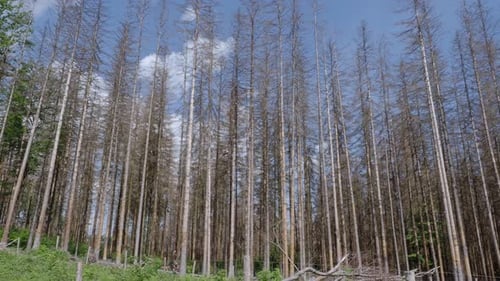 Leafless Trees in Forest Landscape
