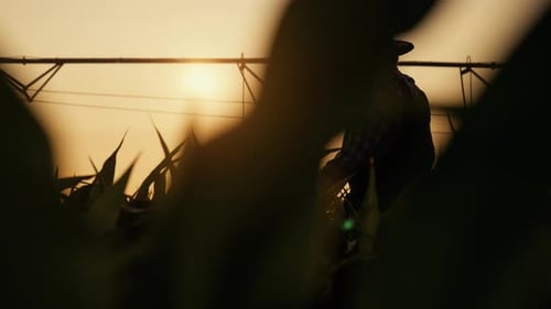 Farmer Silhouette Walking Through Cornfield at Sunset