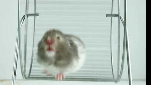 Hamster Energetically Runs on Exercise Wheel