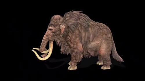 3D Animated Woolly Mammoth Moving Trunk