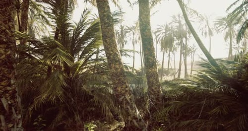 Tropical Palm Trees Gently Swaying in a Sunny Oasis