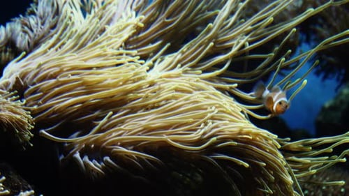 Macro shot of a clown fish swimming out of it's home anemone.