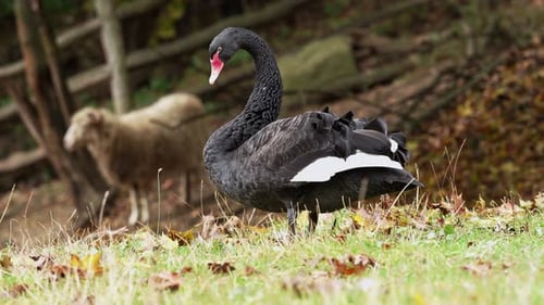 Schwarzer Schwan auf dem Gras