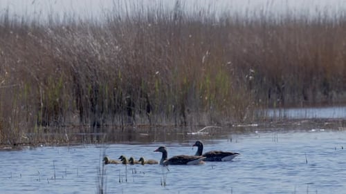 Wide shot of Greylag Goose family swimming in a lake. Sunny and windy day. (4K Resolution)