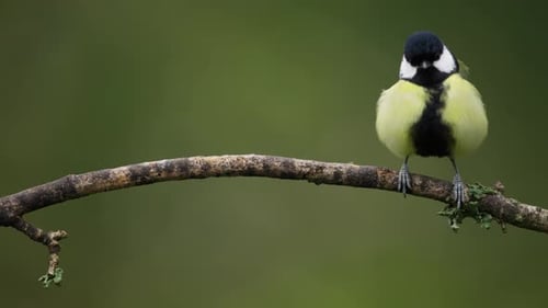Territorial Great Tit Parus major chase off another one perched on branch, tele