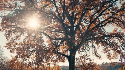 El sol brilla a través de las ramas de los árboles de otoño
