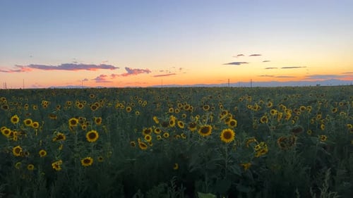Orange sunset sunflower field farm Rocky Mountain front range plains horizon clouds early evening pi