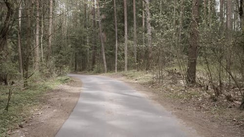 Asphalt Road in the Forest