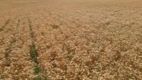 Aerial shot of a wheat field