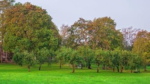 Trees in the countryside or park transition through all four seasons - all year time lapse