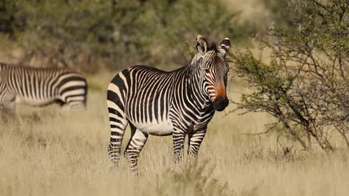 Kap-Bergzebra im natürlichen Lebensraum