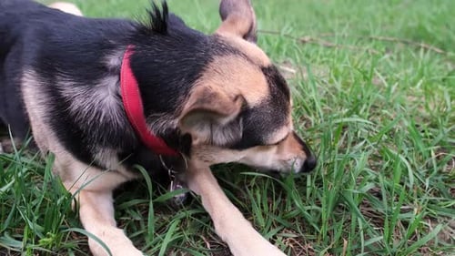 cute mixed breed dog with red collar lying in spring grass enjoying the walk in nature