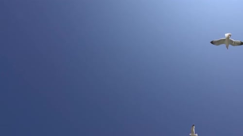Seagulls Fly Gracefully in the Clear Blue Sky