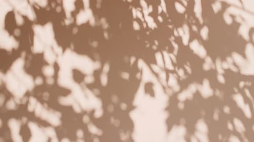 Transparent Soft Light and Shadows From Branches Plant Foliage and Leaves Morning Sunlight and Tree