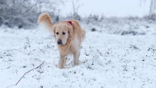 Cachorro fazendo xixi na neve