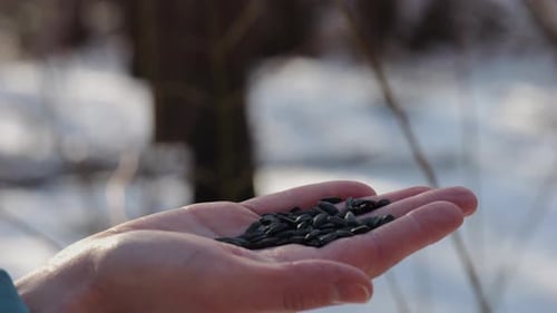 Une femme nourrit un joli oiseau aux mésanges avec des graines de tournesol à Snowy Woodland Beautiful Tomtit Picking Food From