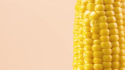 Close Up of a Corn on the Cob