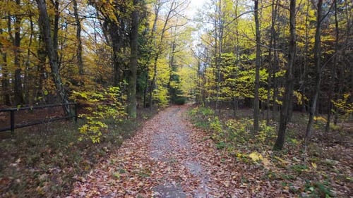 A forest path covered with fallen leaves in autumn. Colorful trees forming an avenue for a walk
