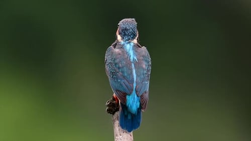 This Common Kingfisher was so friendly that it allowed me to come very close as I took this footage;