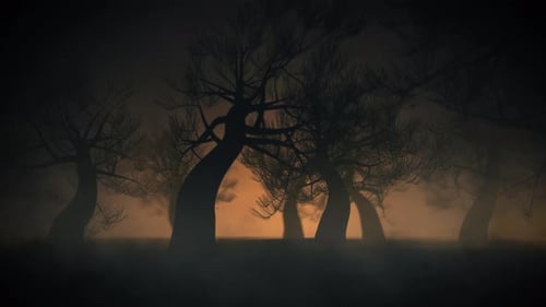 Night Forest Background