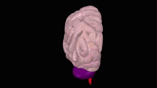 Detailed 3D Human Brain Anatomy with Internal Structure Reveal