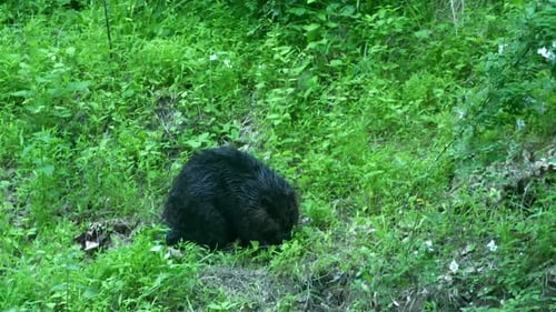 Beaver search, walks, crawls through grassy hillside, stands up on legs to look