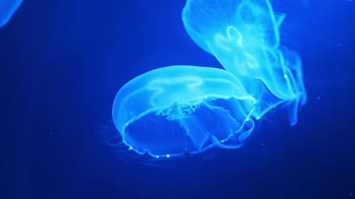 Beautiful Jellyfish in the Neon Light in Aquarium Nature Background