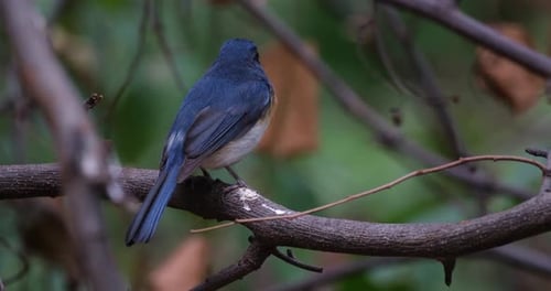Visto desde atrás, gira la cabeza hacia la izquierda y hacia arriba, el papamoscas azul indochino Cyornis sumat