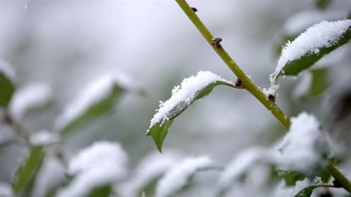 Slow motion snowfall on snow capped plants, green leafs in the nature, winter weather, white cover