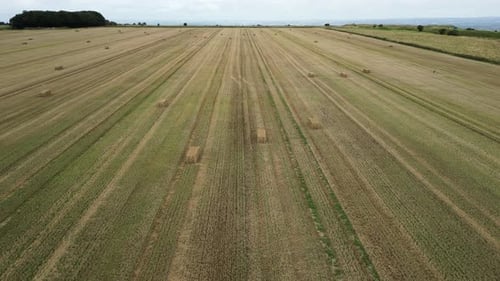 Cultivated wheat agricultural field aerial view passing harvested golden hay bales