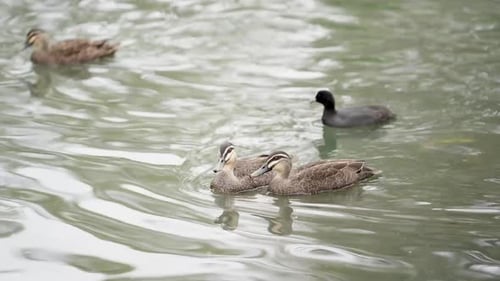 Birds swimming in the lake 2