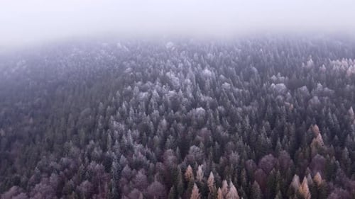 Flying Over a Forest Landscape in Winter Freezing White Frosted Tree Tops