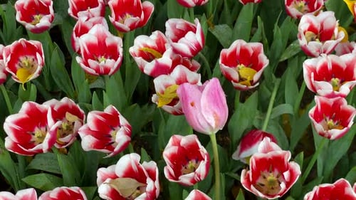 Blooming Tulips in Spring Garden