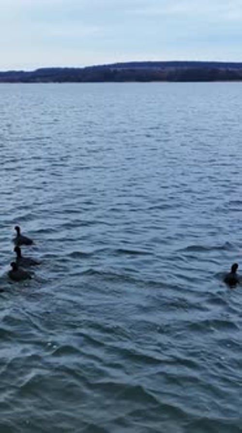 Ducks flock sailing over the lake. Drone footage. Birds trying to escape scared by drone