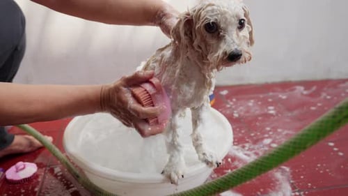 Close view of white toy poodle dog being showered in plastic tub