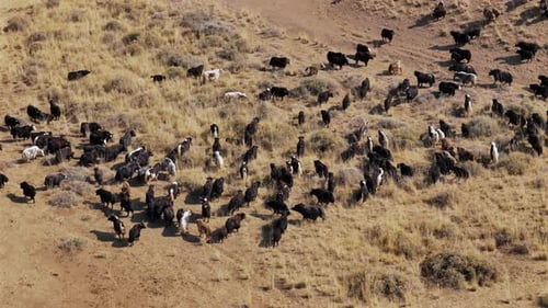 Yak Herd Grazing on Dry Steppe Aerial View