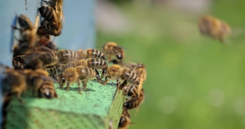Honey bees fly near a beehive. Bees are best known to humans for their ecological roles as